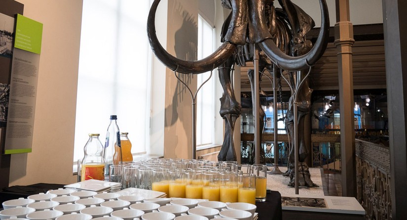 Glasses and plates ready for a reception in the Room 250 years of Natural Sciences, next to the mammoth of Lier on display