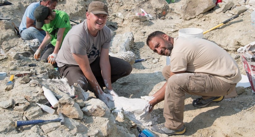 Plastering fossils to protect them during transport.