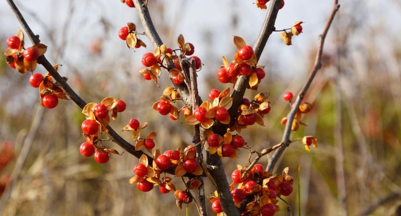 Staff vine (Celastrus orbiculatus)