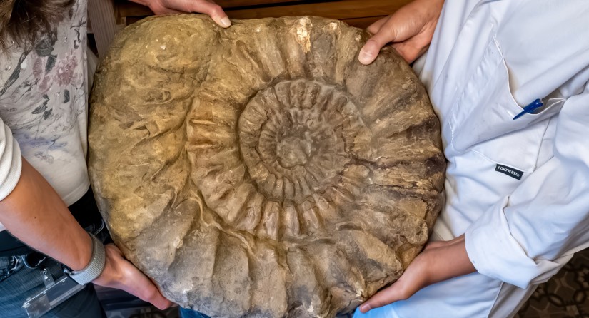 Quatre bras pour soulever cette ammonite.