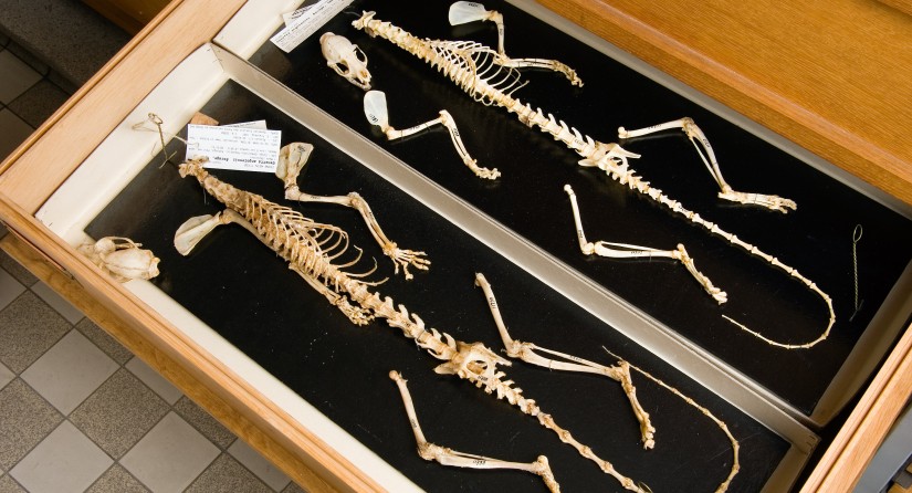 Squelettes de la genette commune.