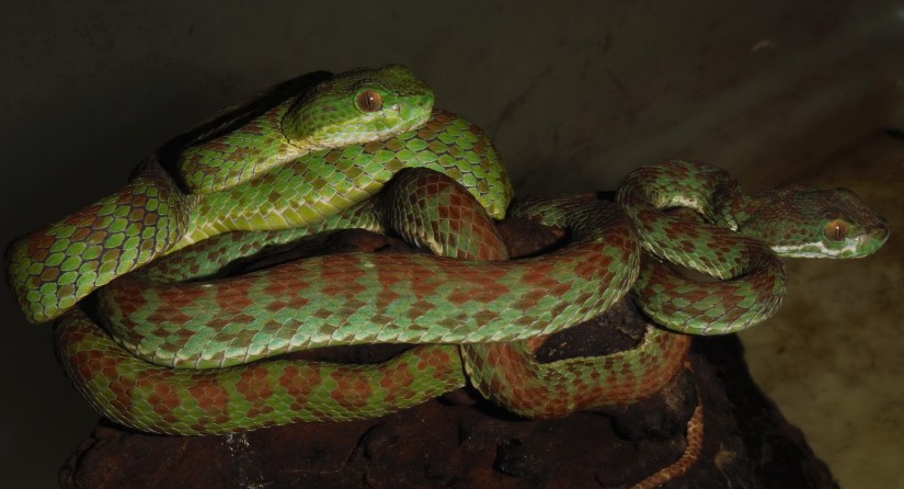 Trimeresurus kuiburi (photo: Montri Sumontha)