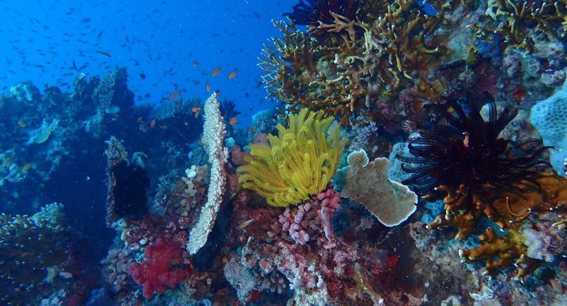 Tropical marine ecosystem