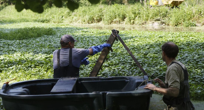Manual management of Floating pennywort (Hydrocotyle ranunculoides) by uprooting