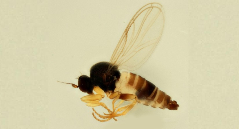 Image au microscope de la nouvelle espèce de mouche Drapetis bruscellensis décrite en 2016 au Jardin Massart. (Photo : IRSNB)