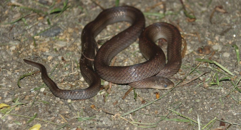 Oligodon phangan (photo: M. Sumontha)