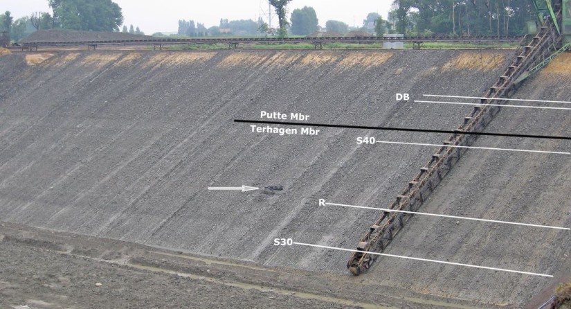 De laag in de kleiput in Schelle waar de stronk en de bijbehorende fauna werden gevonden.