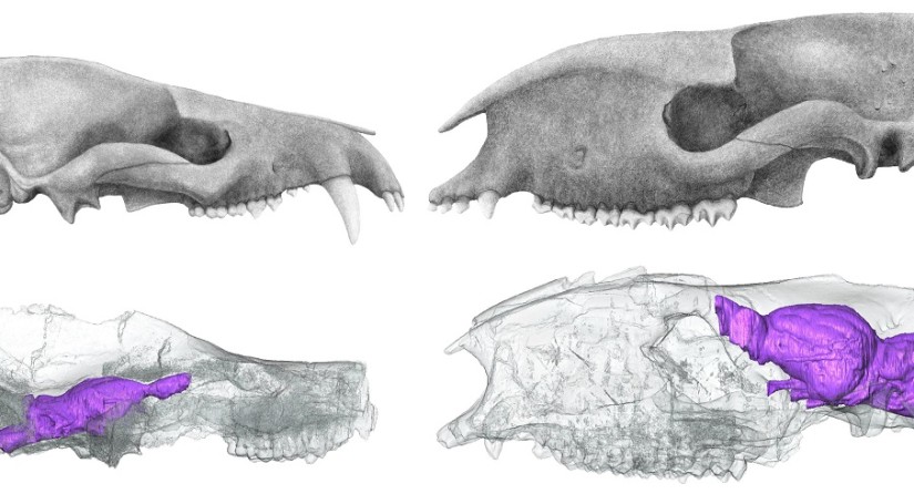 Crania and virtual endocasts of the Paleocene mammal Arctocyon primaevus (left) and of the Eocene mammal Hyrachyus modestus (right).