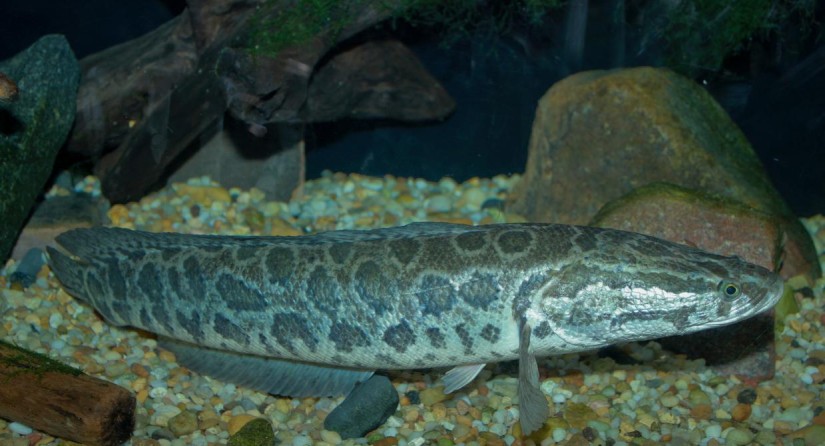 Poisson à tête de serpent (Channa argus)