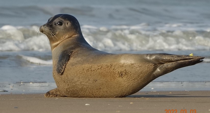 Harbour seal, Koksijde, 3 March 2022