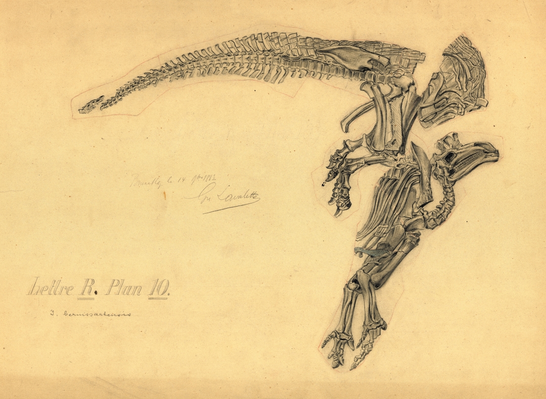 Iguanodon bernissartensis “lettre R”. Tekening: Gustave Lavalette, (RBINS1883-11-14)