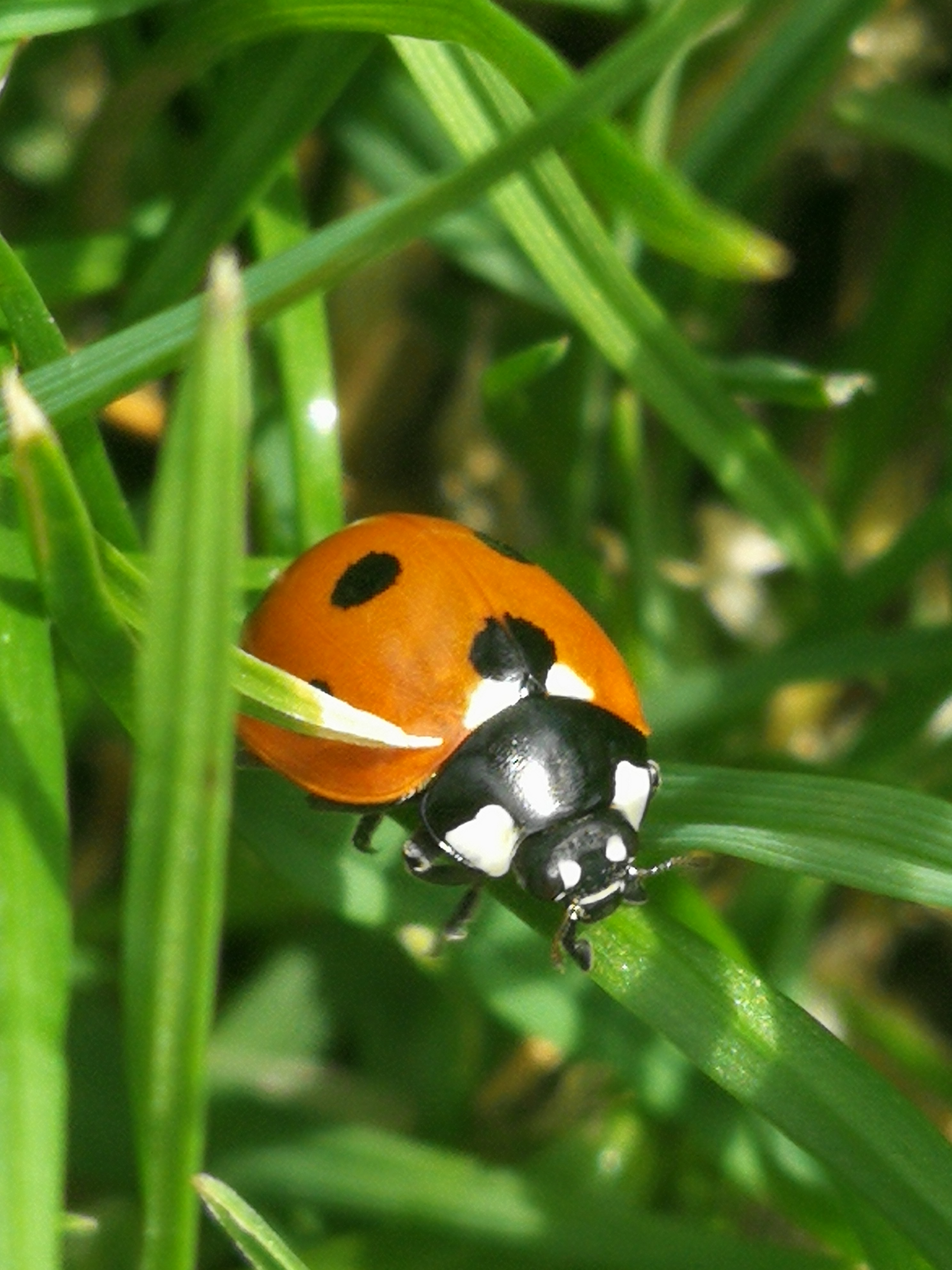 Coccinella septempunctata – IRSNB – Yannick Siebens (tuin Leopoldpark – Parc Léopold dans notre jardin – our backyard)