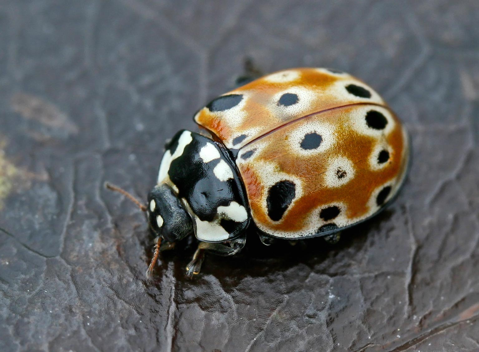 Anatis Ocellata - Entomart