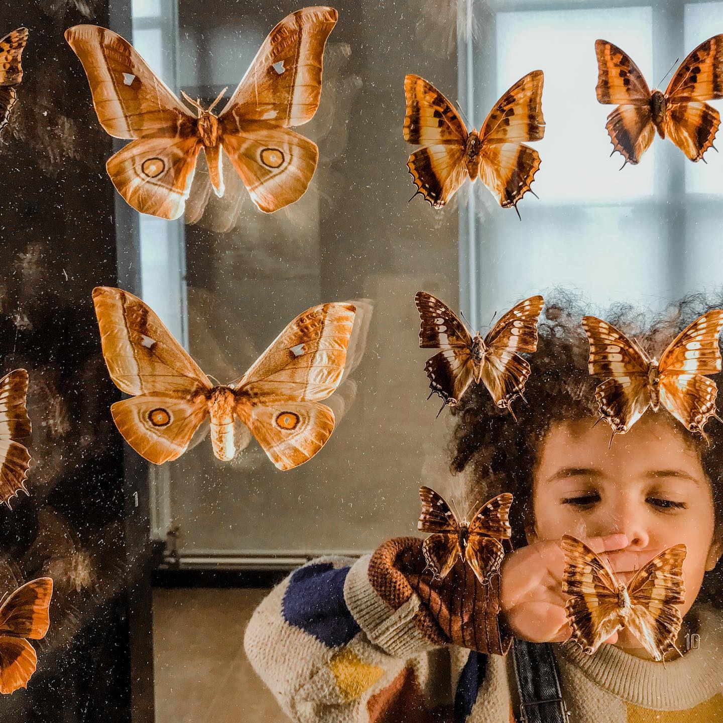 Un enfant observe des papillons au musée