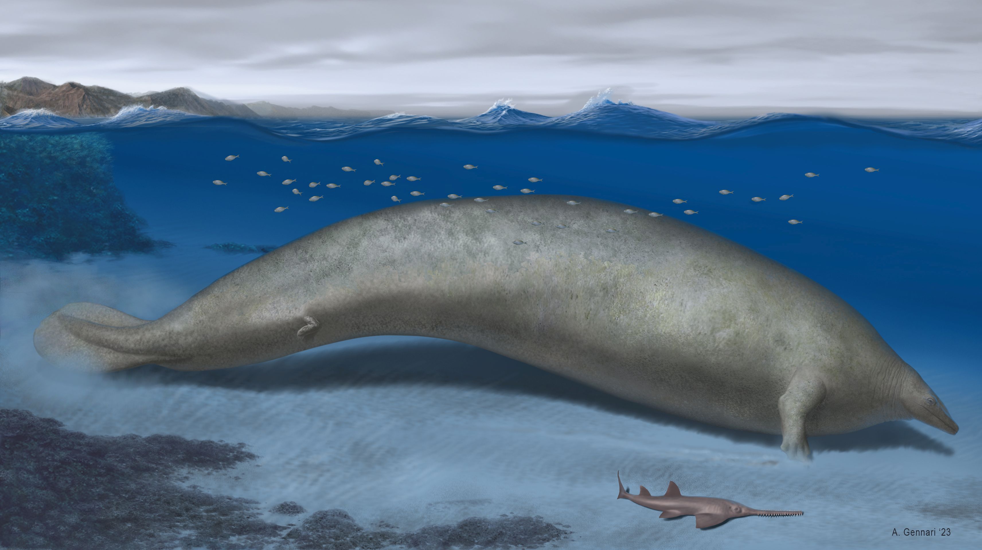 Reconstructie van Perucetus colossus in zijn kusthabitat. Geschatte lengte: ~20 meter. 