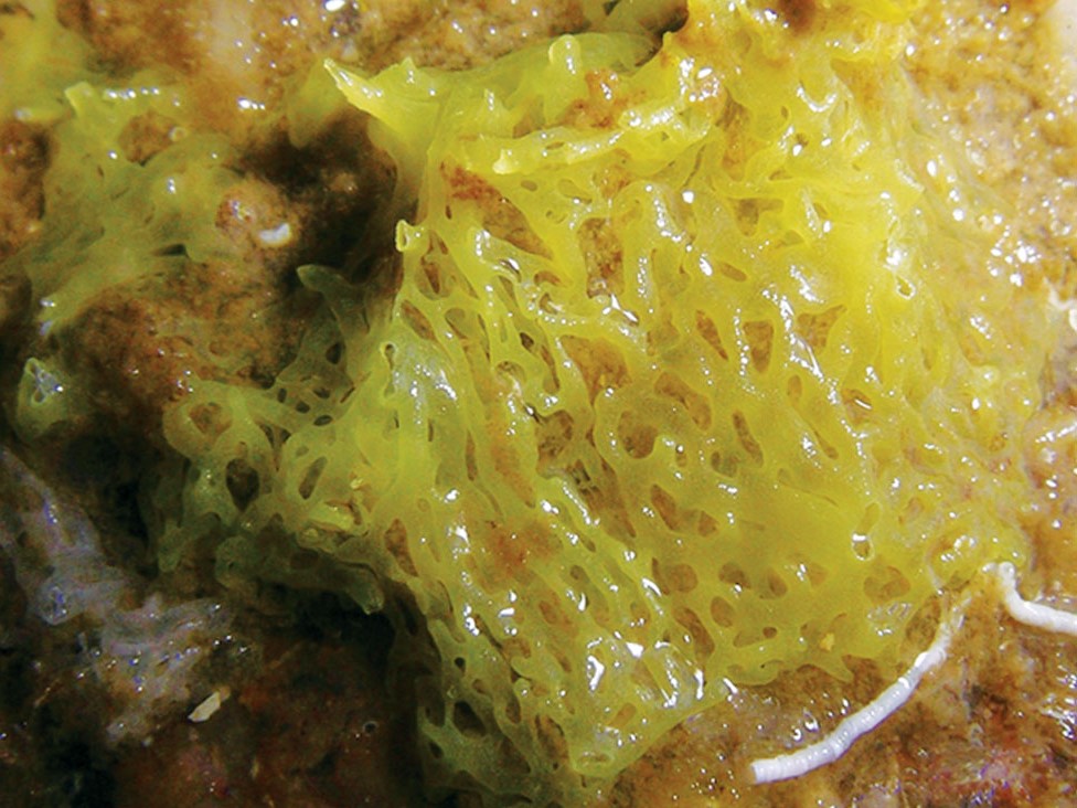De amper 1 vierkante centimeter grote spons Clathrina aurea.