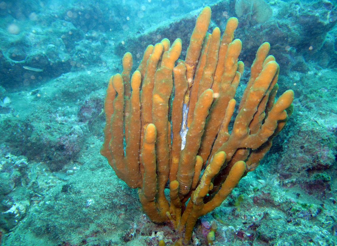 De spons Aplysina chiriquuiensis, al bekend van de wateren van Panama, Colombia en Galapagos.
