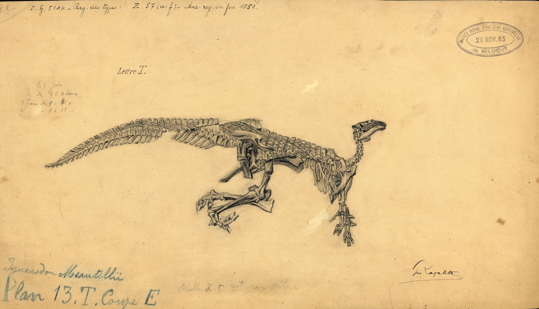 “Iguanodon mantelli”. Tekening: Gustave Lavalette, (RBINS1883)