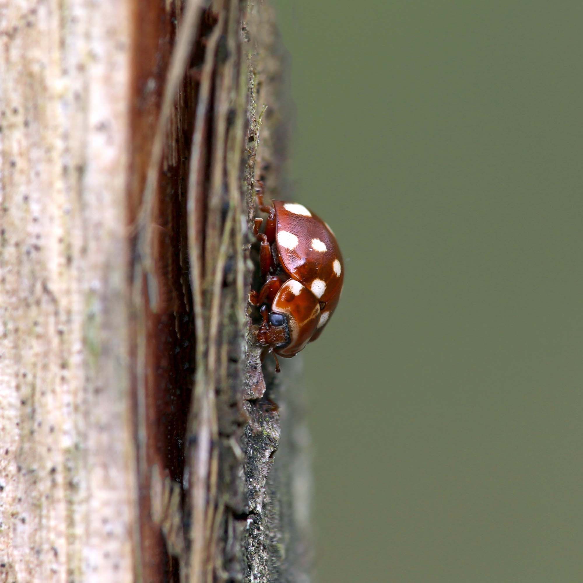 Calvia quatuordecimguttata - Jardin Massart Auderghem– Milena Dragicevic
