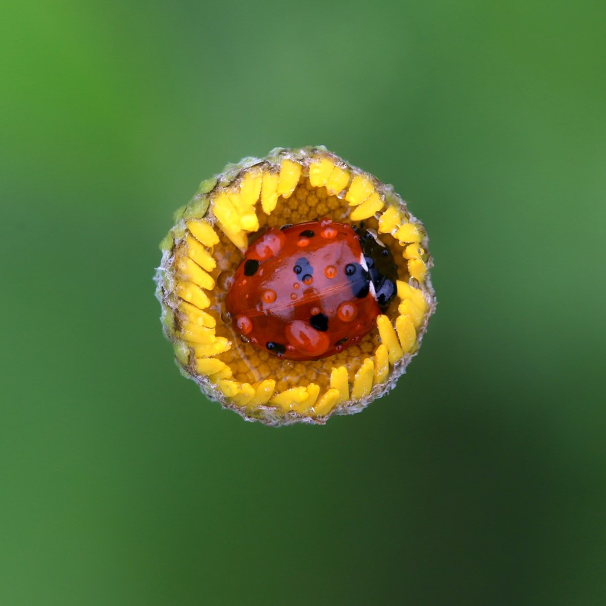 Coccinella septempunctata - Jardin Massart – Milena Dragicevic