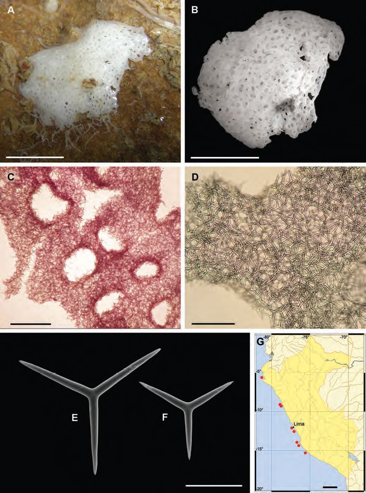 De in 2009 beschreven sponzensoort Clathrina antofagastensis, met de inwendige structuur en de skeletnaalden.