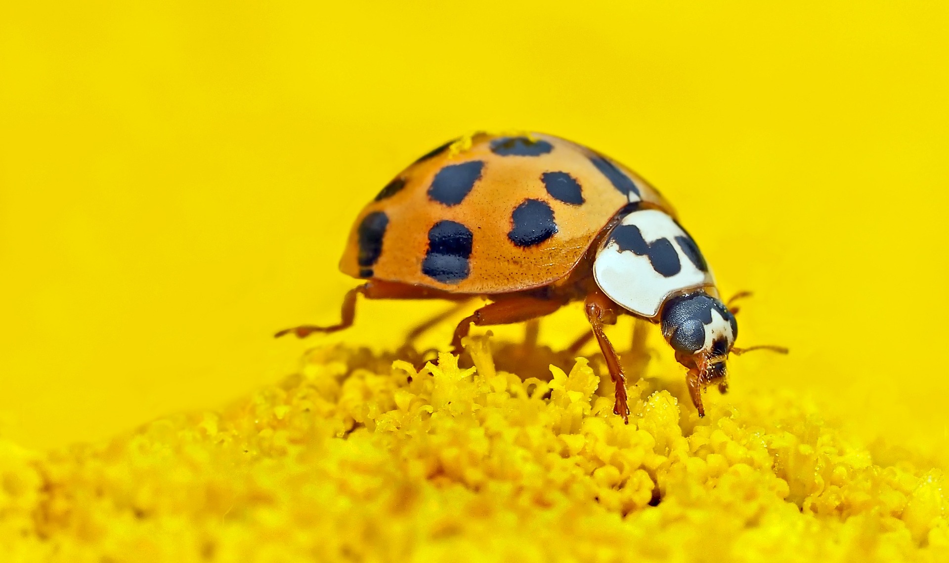 (Pixabay)  Aziatisch lieveheersbeestje – Coccinelle asiatique