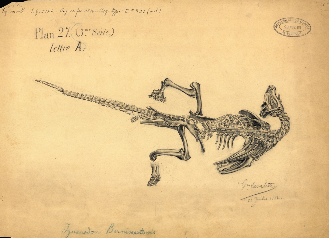 Iguanodon bernissartensis “lettre A”. Tekening: Gustave Lavalette, (RBINS1882-07-22)