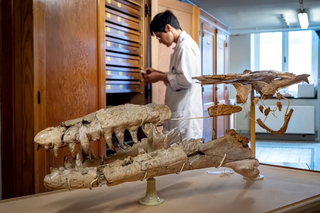 A mosasaur skull from Belgium. (Photo: Danny Gys)