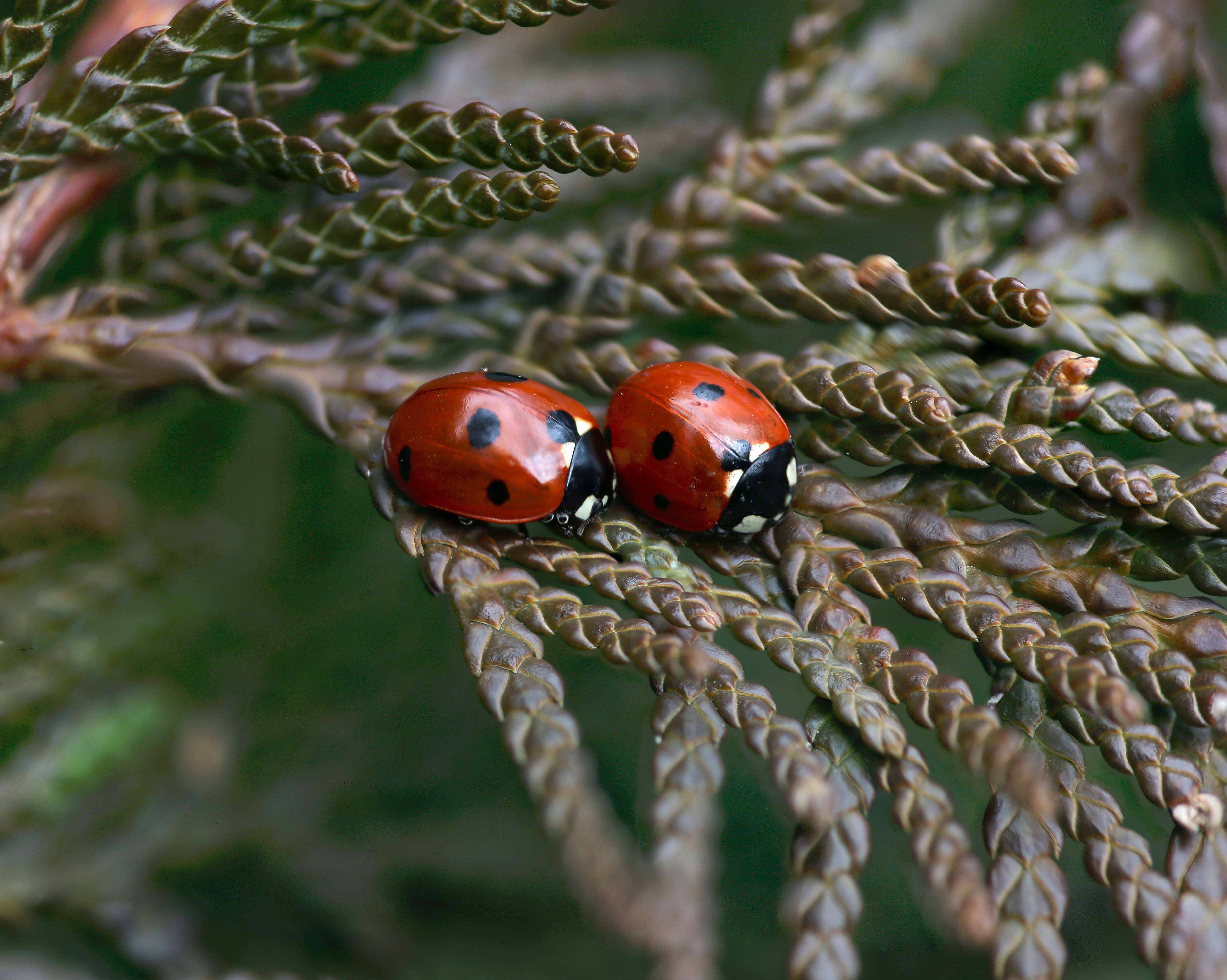 Coccinella septempunctata - Jardin Massart – Milena Dragicevic