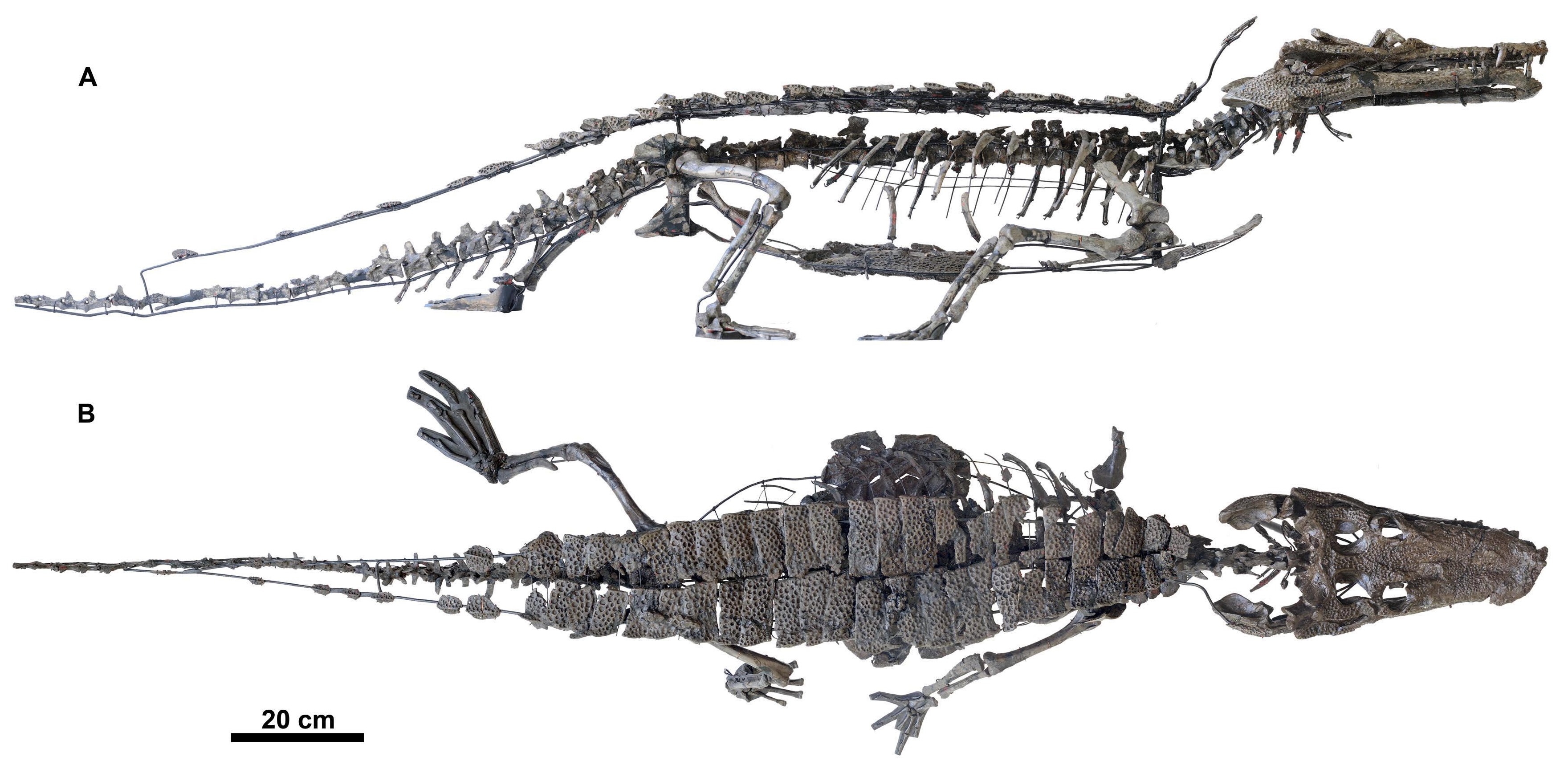 Anteophtalmosuchus hooleyi, de grote krokodil van Bernissart (Foto: E. De Bast & Th. Smith, KBIN)