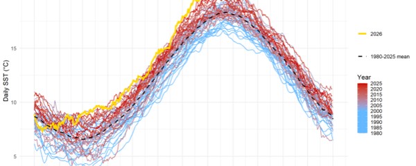 Summer 2026 breaks Belgian sea temperature records