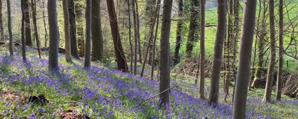 Klimaatverandering leidt tot verborgen biodiversiteitsverlies in Vlaamse bossen