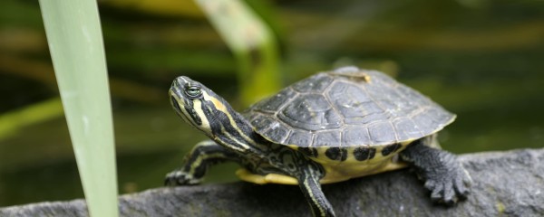 Pet and ornamental horticulture sectors take action against invasive species