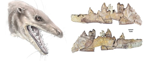 Nieuw fossiel werpt licht op de evolutie van tanden bij vroege walvissen