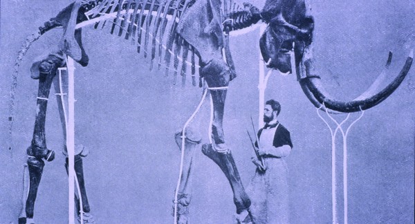 La reconstitution du mammouth