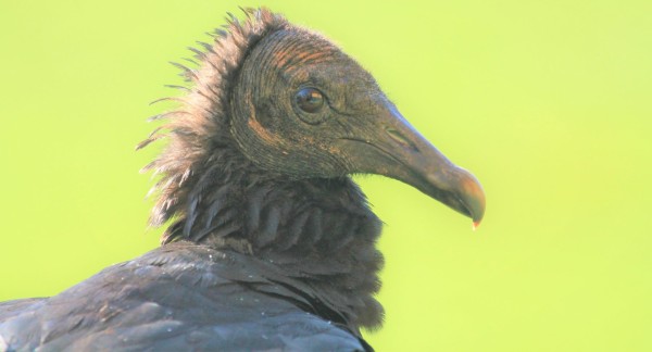 Onder de veren: donkere vogelhuid beschermt tegen uv-licht