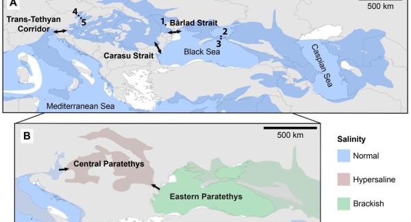 La mer Paratéthys centrale s'est retrouvée isolée des mers avoisinantes par une baisse du niveau des eaux il y a environ 13,8 millions d’années, et est devenue hyper-salée. (image : IRSNB)
