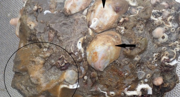 Quelques espèces non indigènes provenant de l'encrassement des pierres de protection des fondations d'un parc éolien offshore belge : les Crépidules Crepidula fornicata (flèches), et le tunicier voile Diplosoma listerianum (cercle). (Image : IRSNB)