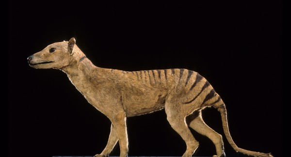 Le thylacine