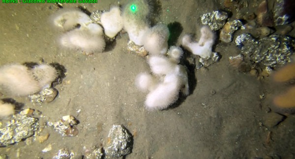 Example of a relatively dense gravel bed displaying stones colonised by tubeworms and mature colonies of the soft coral dead man’s fingers (Alcyonium digitatum). Image acquired using an underwater video frame.