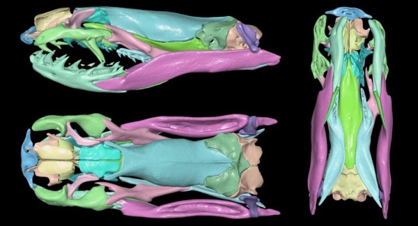 After scanning the skull, researchers can perform a 'virtual dissection' and study each bone individually and compare it with those of other specimens.