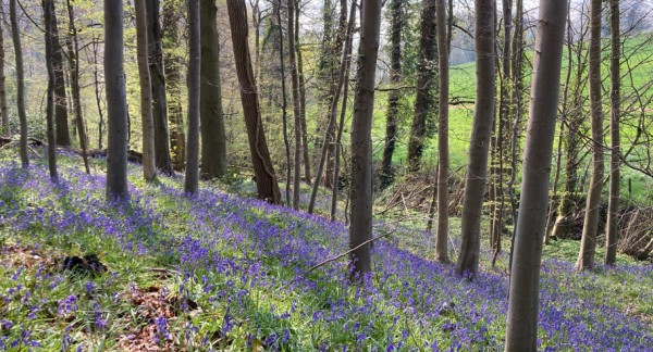 Klimaatverandering leidt tot verborgen biodiversiteitsverlies in Vlaamse bossen