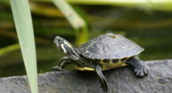 Pet and ornamental horticulture sectors take action against invasive species