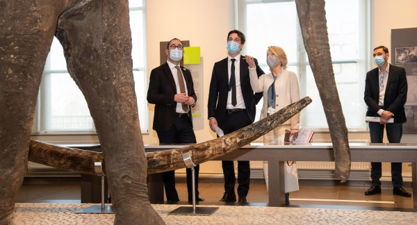 Minister Van Quickenborne, State Secretary Dermine and General Director Supply admire the tusk of the straight-tusked elephant in the Museum of Natural Sciences.