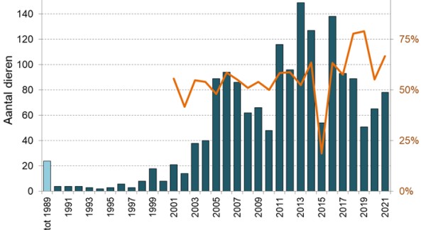 Trend van gestrande bruinvissen (blauwe balkjes), en van het aandeel mannetjes (oranje lijn). (Beeld: KBIN)