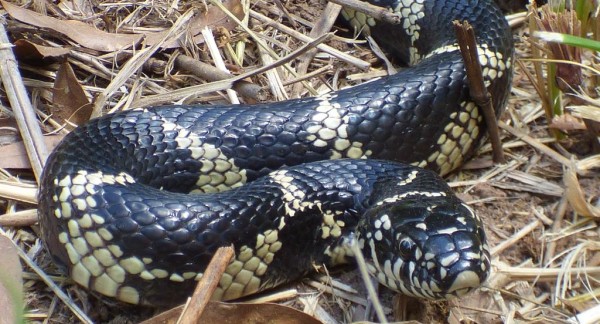 Common kingsnake (Lampropeltis getula)