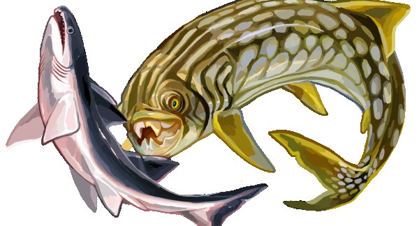 Shark vs Placoderm (Drawing: Entelognathus, Wikimedia Commons)