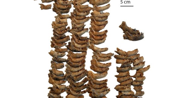 Des mandibules de hyènes des cavernes juvéniles provenant de la Caverne Marie-Jeanne. (Photo : IRSNB)