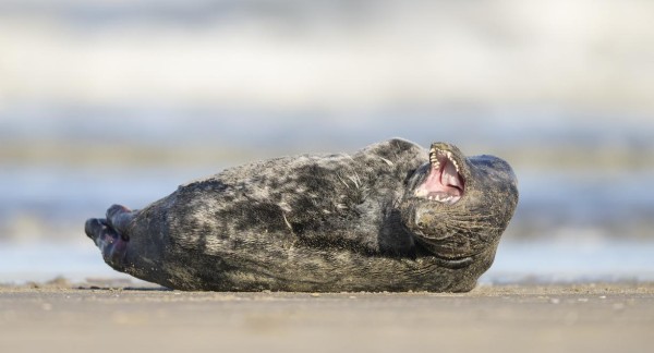 Jonge Grijze zeehond, Nieuwpoort, 17 januari 2022 (Beeld: Filip De Ruwe)