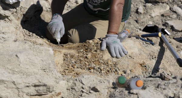 Liters en liters secondelijm om de opgegraven fossielen te verstevigen